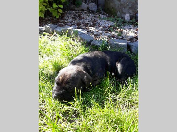 štenci cane corso tri ženke i mužjak besplatni mali oglasi