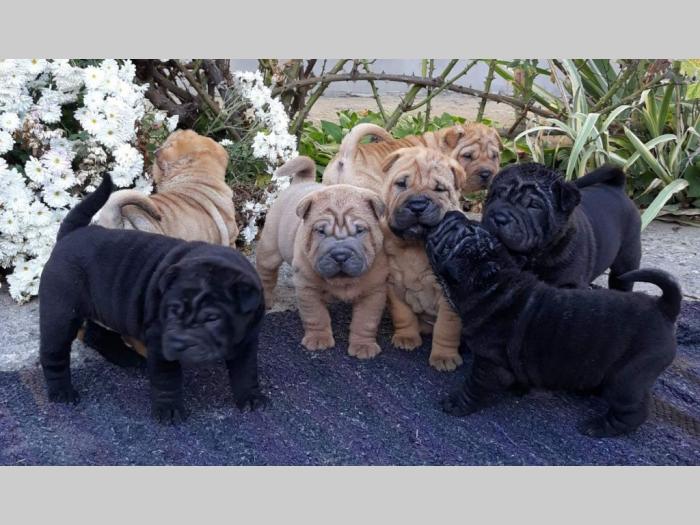 shar pei štenci besplatni mali oglasi