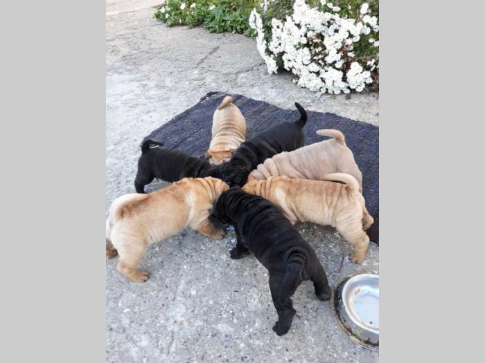 shar pei štenci besplatni mali oglasi