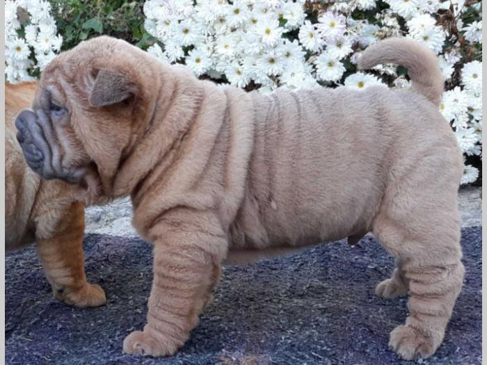 shar pei štenci besplatni mali oglasi