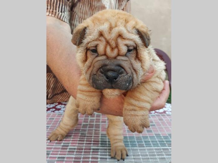 shar pei štenci besplatni mali oglasi