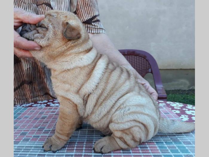 shar pei štenci besplatni mali oglasi
