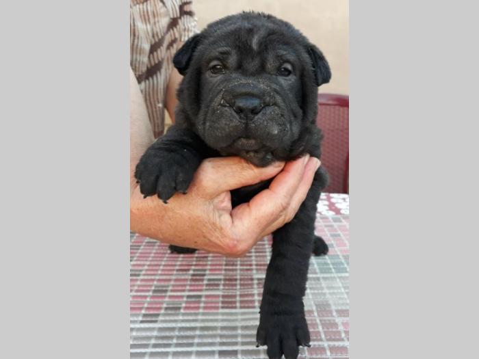 shar pei štenci besplatni mali oglasi