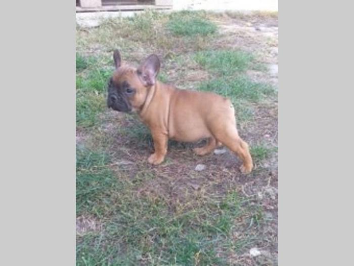 štenci francuskog buldoga besplatni mali oglasi