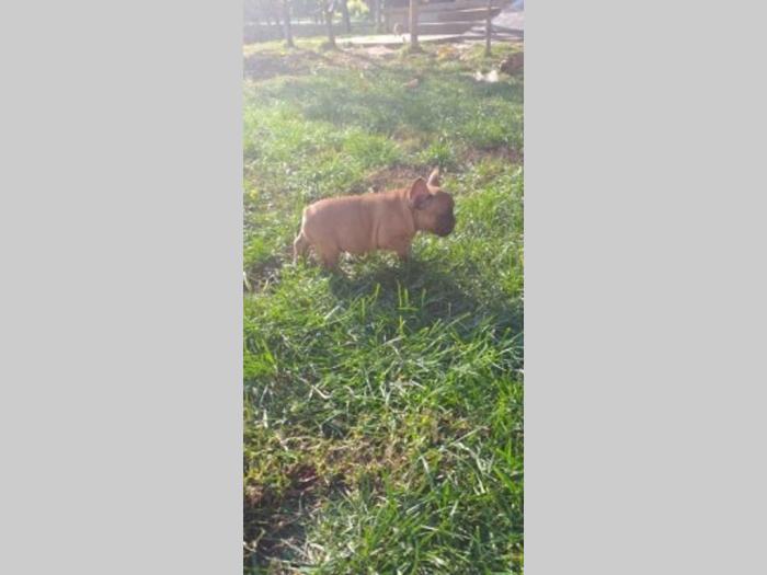štenci francuskog buldoga besplatni mali oglasi
