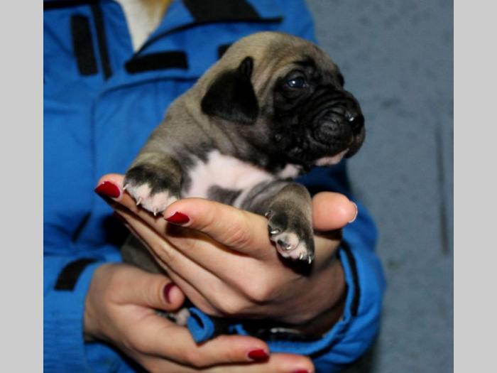 štenci presa canario,rerzervacija besplatni mali oglasi