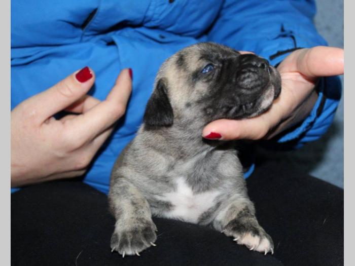 štenci presa canario,rerzervacija besplatni mali oglasi