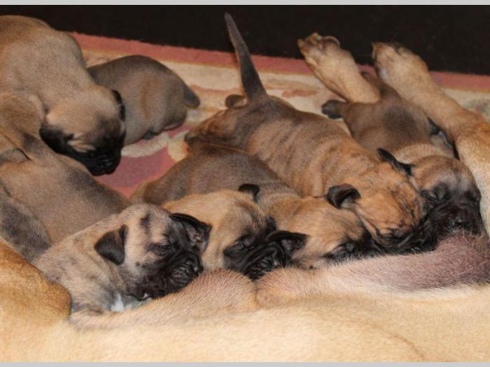 štenci presa canario,rerzervacija besplatni mali oglasi