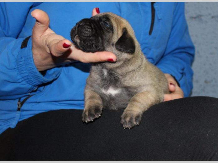 štenci presa canario,rerzervacija besplatni mali oglasi