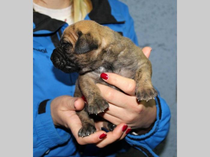 štenci presa canario,rerzervacija besplatni mali oglasi