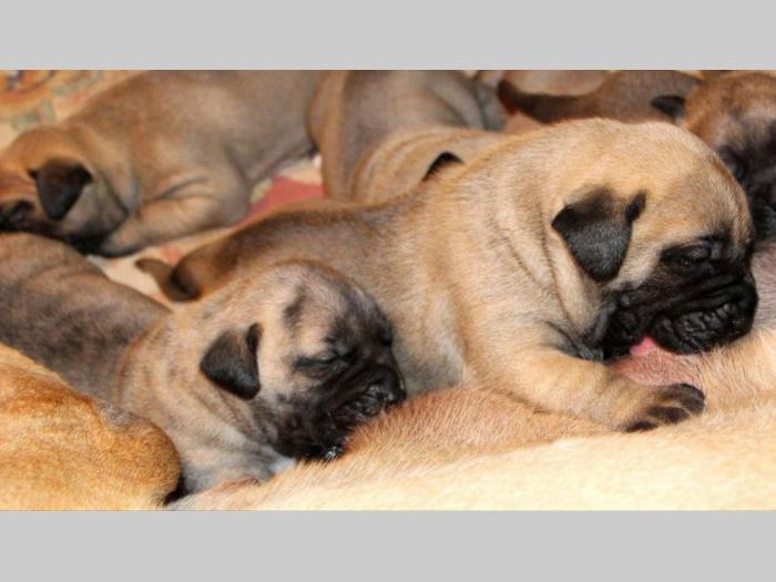 štenci presa canario,rerzervacija besplatni mali oglasi