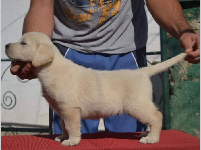labrador retriver štenci vrhunskog kvaliteta besplatni mali oglasi