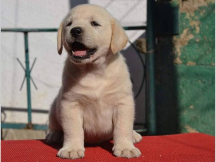 labrador retriver štenci vrhunskog kvaliteta besplatni mali oglasi