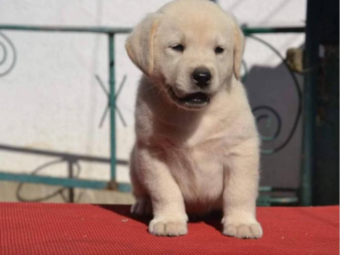 labrador retriver štenci vrhunskog kvaliteta besplatni mali oglasi