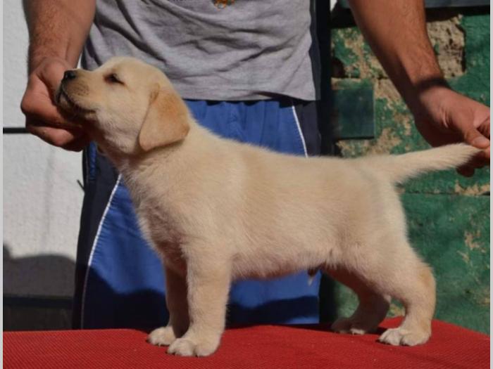 labrador retriver štenci vrhunskog kvaliteta besplatni mali oglasi