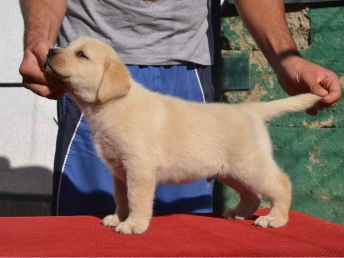 labrador retriver štenci vrhunskog kvaliteta besplatni mali oglasi
