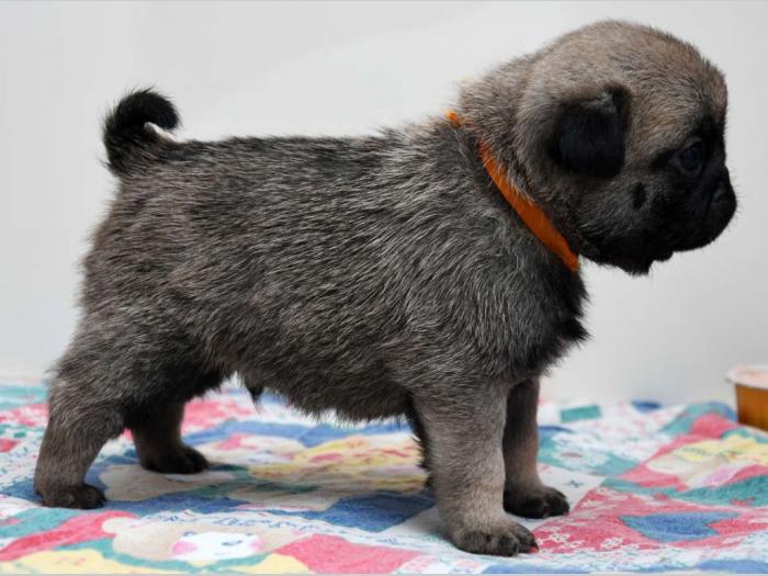 štenci mopsa, bež, sa pedigreom besplatni mali oglasi