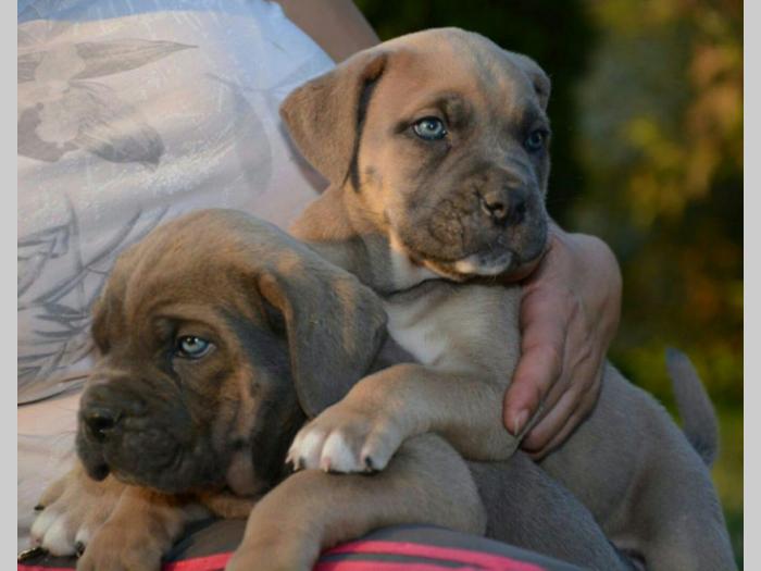 cane corso sivi i formentino besplatni mali oglasi