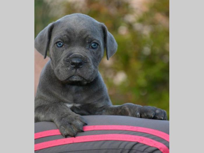 cane corso sivi i formentino besplatni mali oglasi