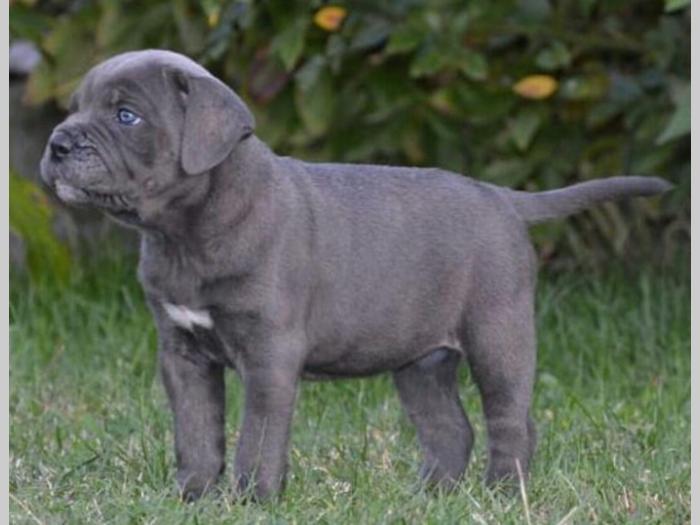 cane corso sivi i formentino besplatni mali oglasi