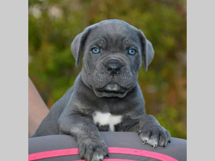 cane corso sivi i formentino besplatni mali oglasi