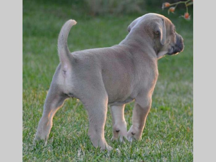 cane corso sivi i formentino besplatni mali oglasi