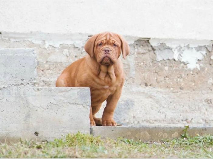 bordoške doge štenci vrhunskog porekla besplatni mali oglasi