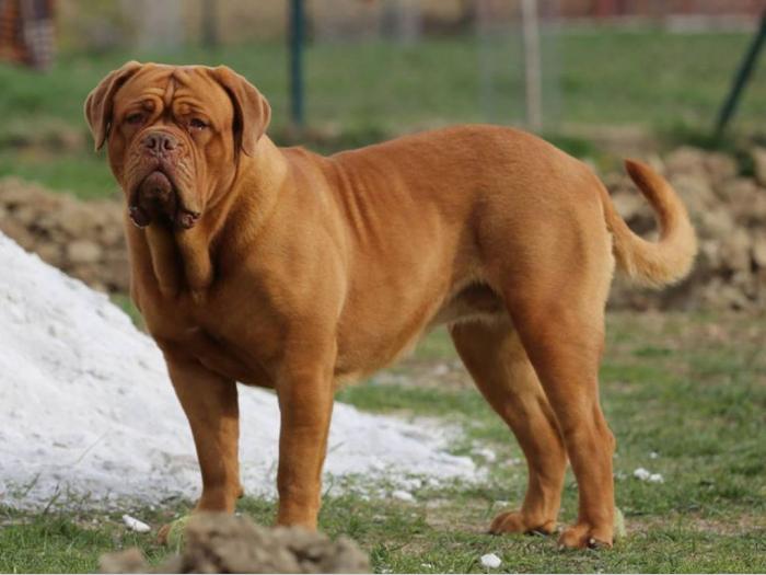 bordoške doge štenci vrhunskog porekla besplatni mali oglasi