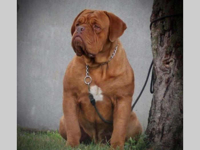 bordoške doge štenci vrhunskog porekla besplatni mali oglasi