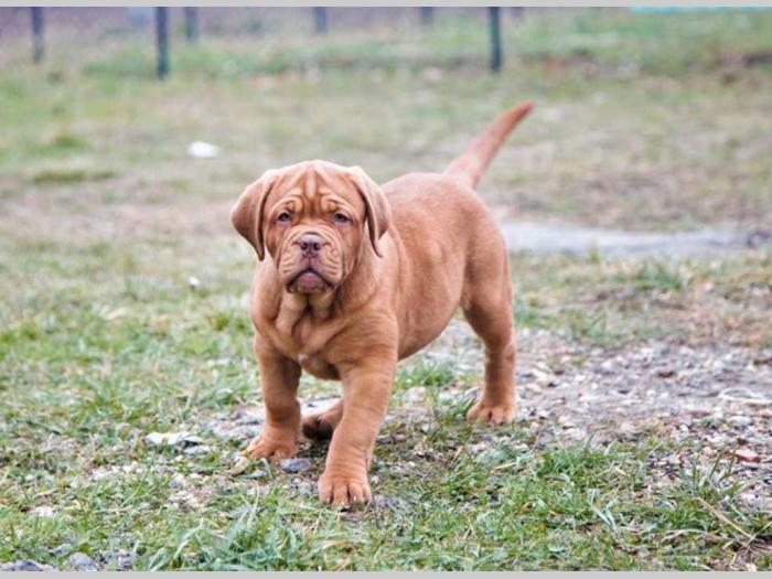 bordoške doge štenci vrhunskog porekla besplatni mali oglasi