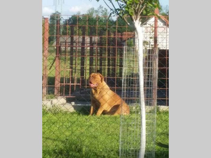 bordoške doge štenci vrhunskog porekla besplatni mali oglasi