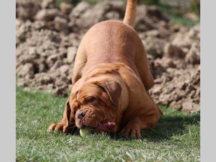 bordoške doge štenci vrhunskog porekla besplatni mali oglasi