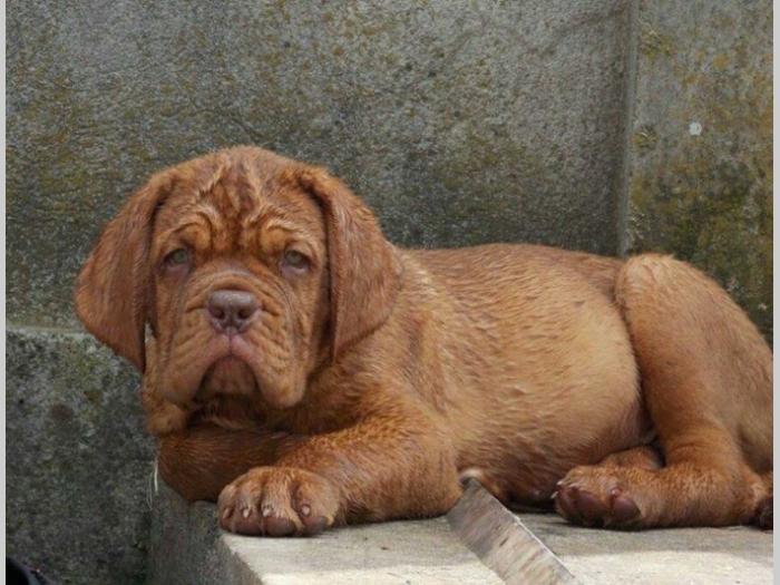 bordoške doge štenci vrhunskog porekla besplatni mali oglasi