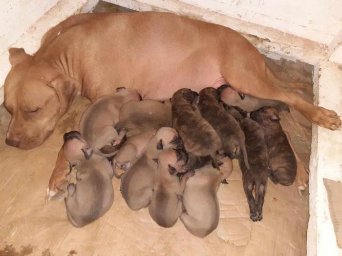 štenci pit bulla na prodaju besplatni mali oglasi