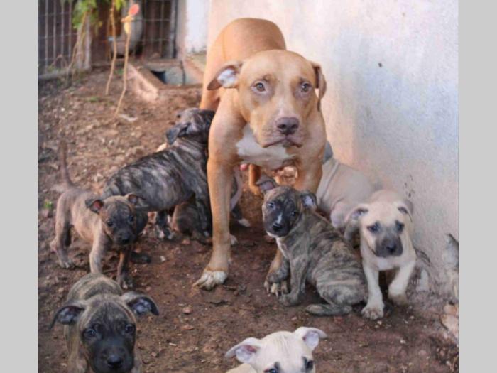 štenci pit bulla na prodaju besplatni mali oglasi