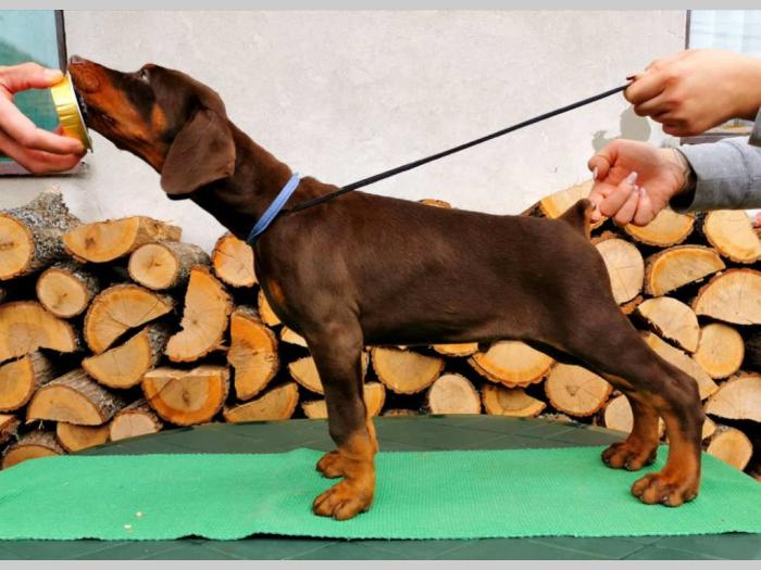 štenci dobermana šampionskog porekla besplatni mali oglasi