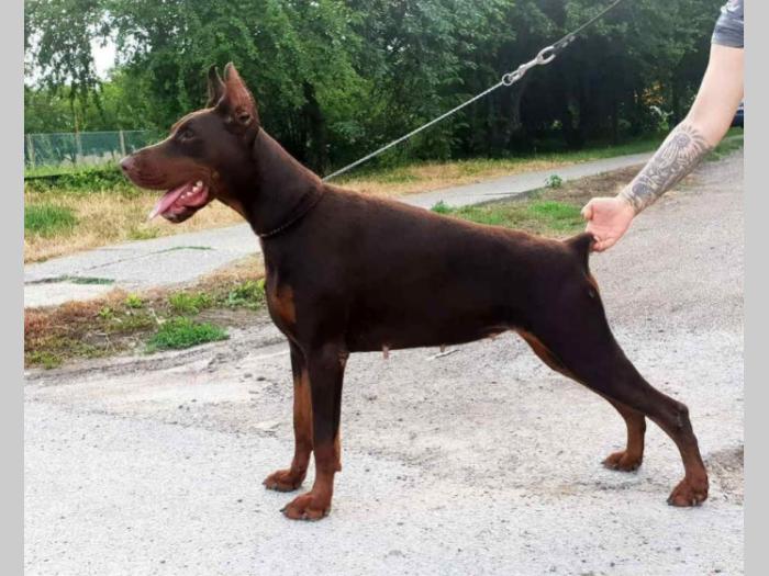 štenci dobermana šampionskog porekla besplatni mali oglasi