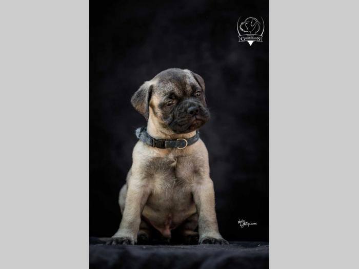 odgajivačnica bullmastiff a home of guardians  besplatni mali oglasi