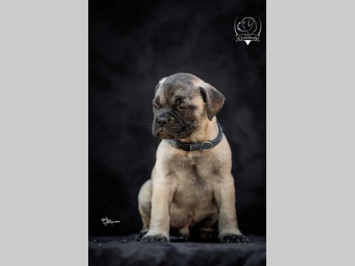 odgajivačnica bullmastiff a home of guardians  besplatni mali oglasi