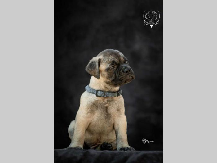 odgajivačnica bullmastiff a home of guardians  besplatni mali oglasi