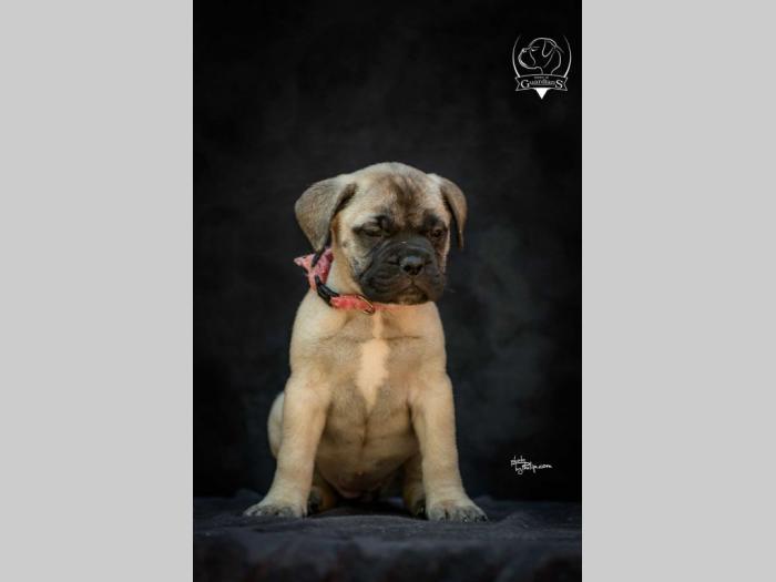odgajivačnica bullmastiff a home of guardians  besplatni mali oglasi