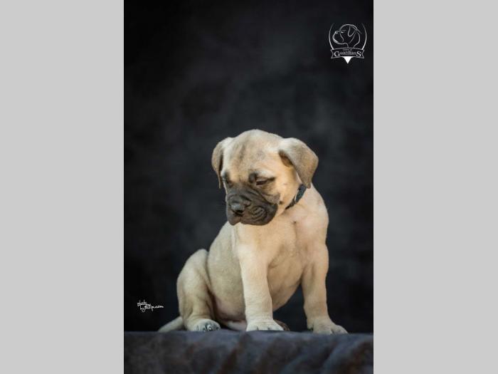 odgajivačnica bullmastiff a home of guardians  besplatni mali oglasi