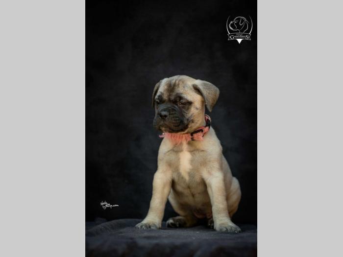 odgajivačnica bullmastiff a home of guardians  besplatni mali oglasi