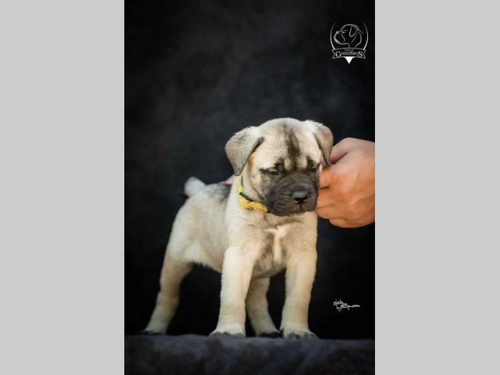 odgajivačnica bullmastiff a home of guardians  besplatni mali oglasi