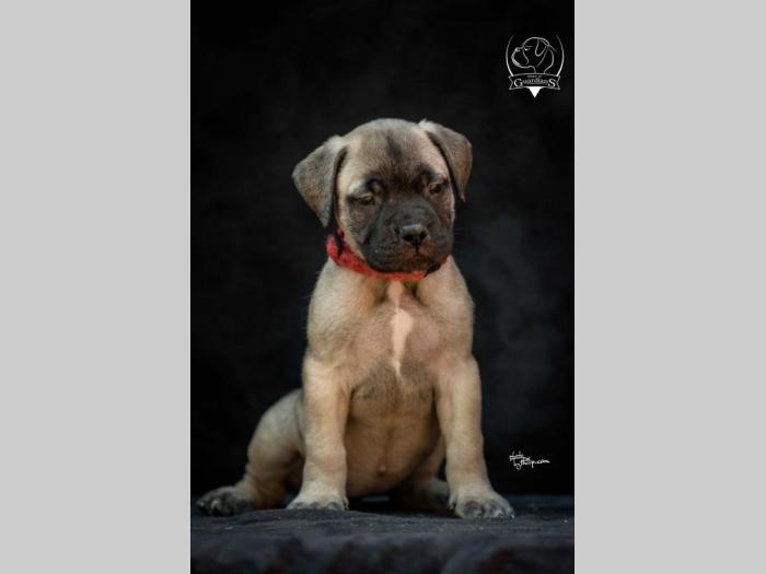 odgajivačnica bullmastiff a home of guardians  besplatni mali oglasi