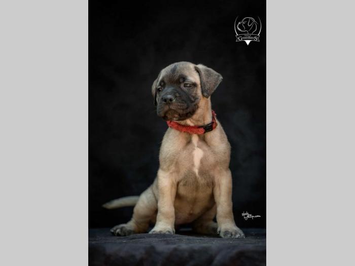 odgajivačnica bullmastiff a home of guardians  besplatni mali oglasi