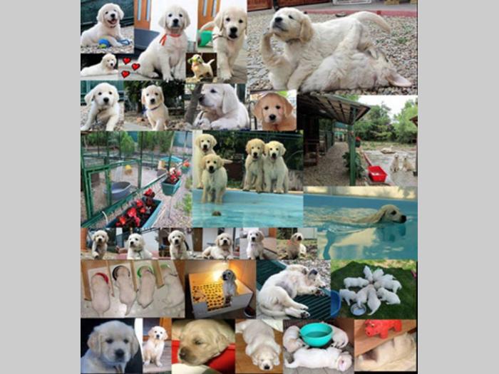 sdway golden retriver rezervacije besplatni mali oglasi