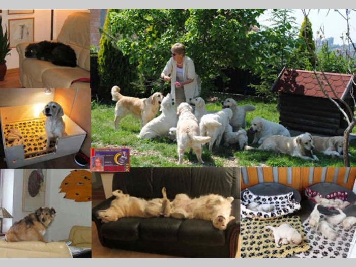 sdway golden retriver rezervacije besplatni mali oglasi