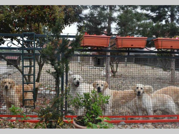 sdway golden retriver rezervacije besplatni mali oglasi