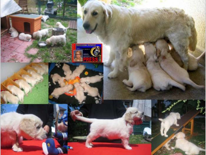 sdway golden retriver rezervacije besplatni mali oglasi